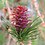 FireLarch FireLarch