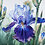 iris